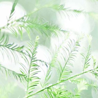 叉叉云游破解版下载